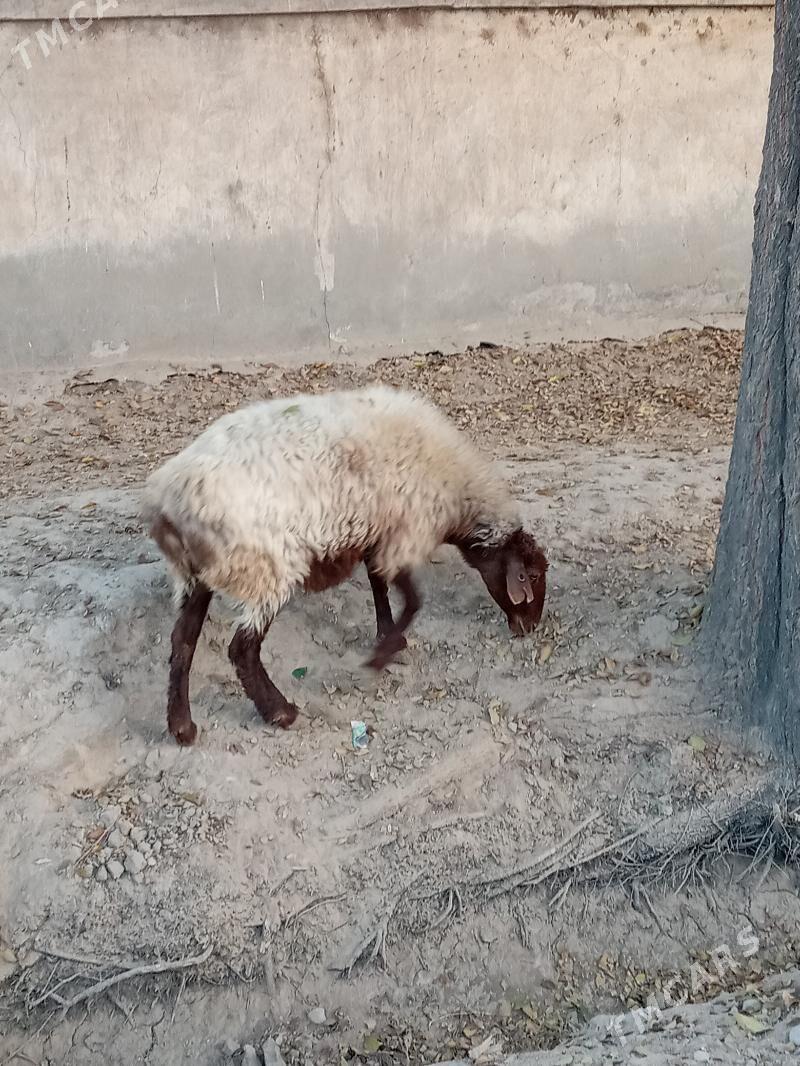 goyun,guzy,tokly - Ёлётен - img 3