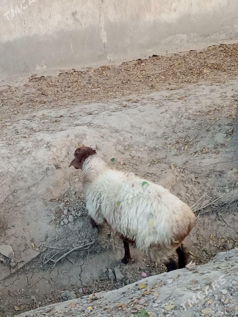 goyun,guzy,tokly - Ёлётен - img 4