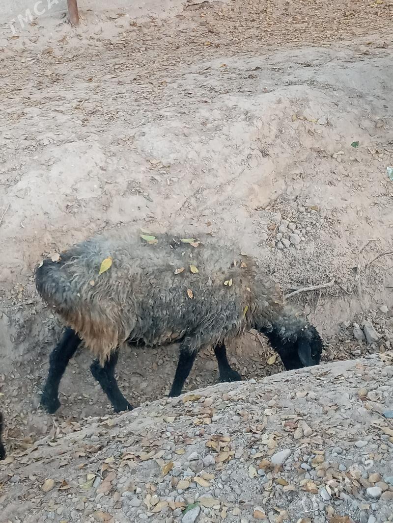 goyun,guzy,tokly - Ёлётен - img 2