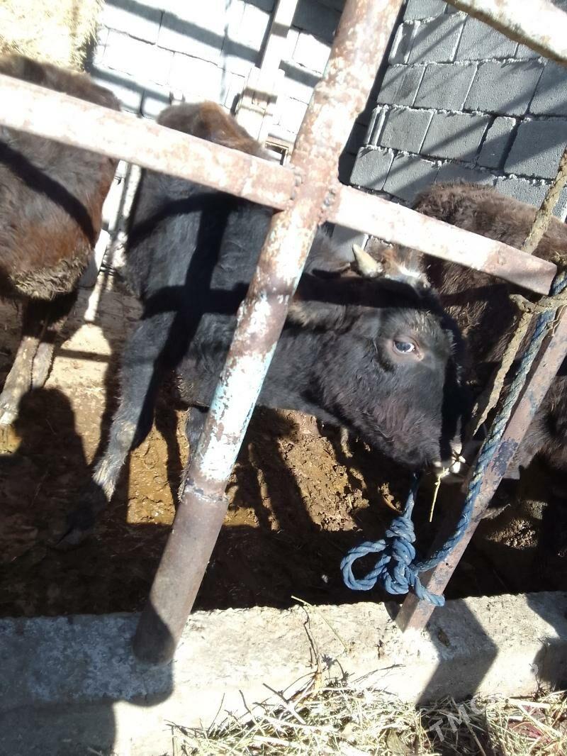 öküz - Gökdepe - img 1