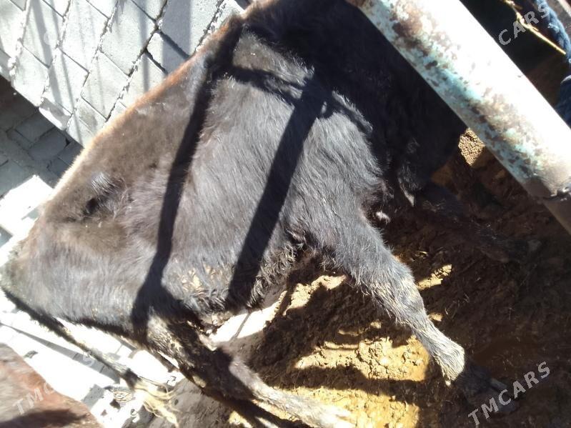 öküz - Gökdepe - img 2