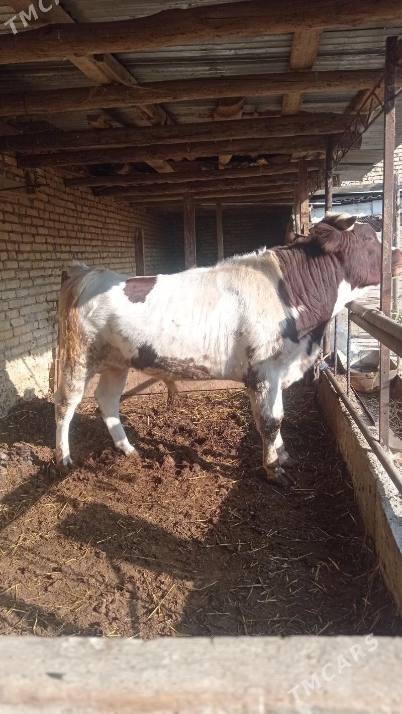 окуз - Туркменабат - img 1