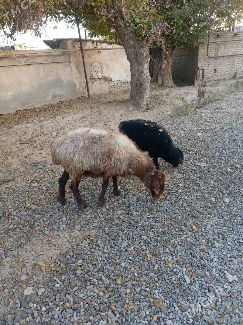 goyun,guzy,tokly - Ёлётен - img 7