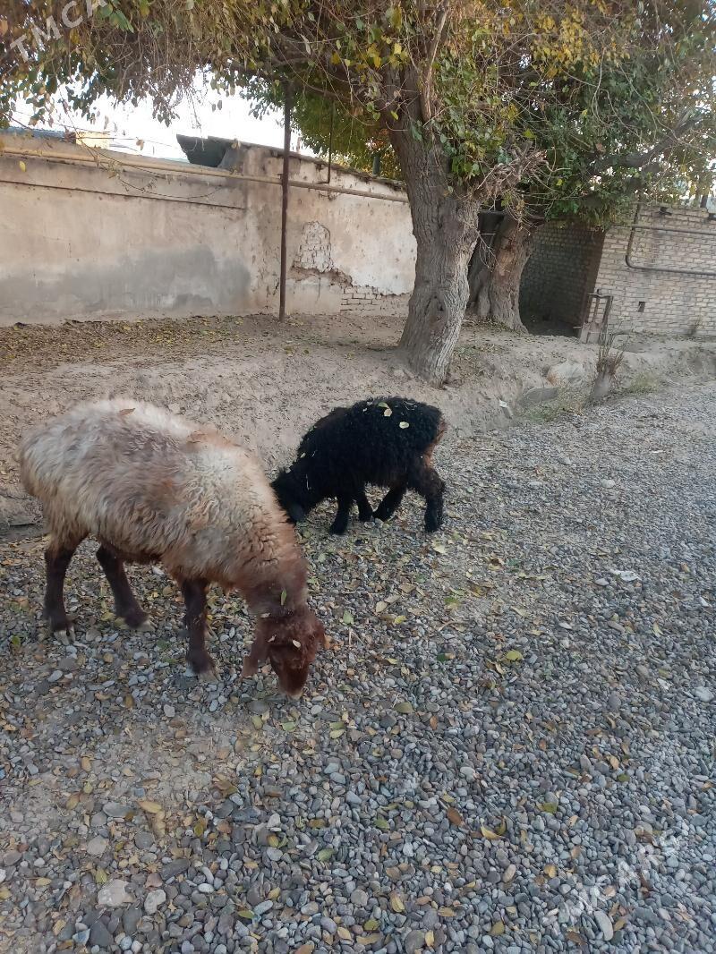 goyun,guzy,tokly - Ёлётен - img 8