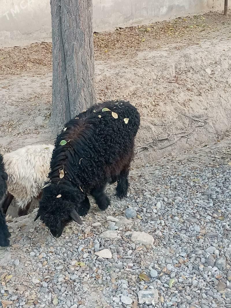 goyun,guzy,tokly - Ёлётен - img 5