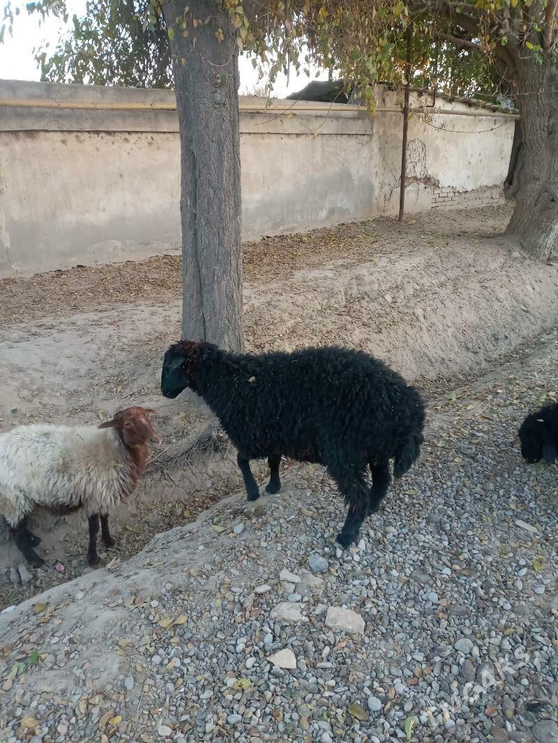 goyun,guzy,tokly - Ёлётен - img 6