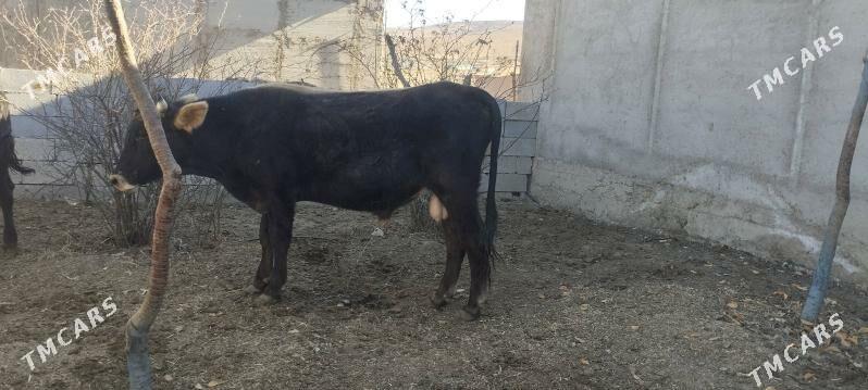 Öküzler - Бахарден - img 5