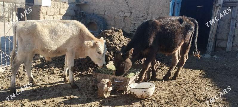 Öküzler - Бахарден - img 1