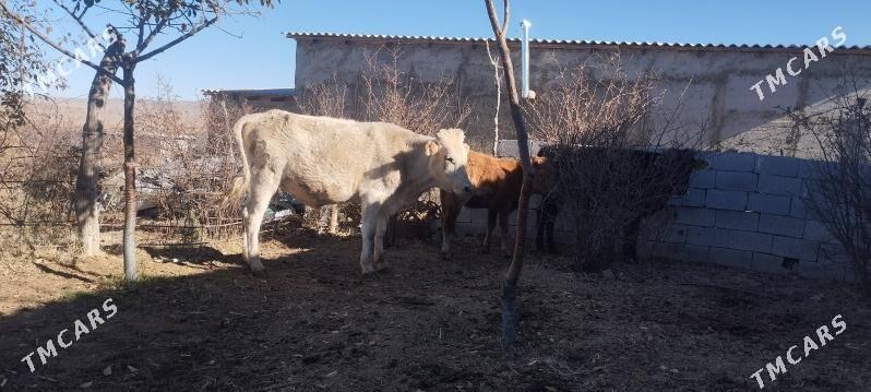 Öküzler - Бахарден - img 4