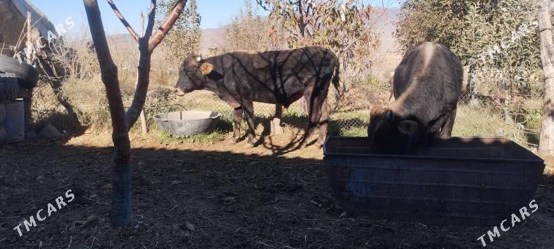 Öküzler - Бахарден - img 3