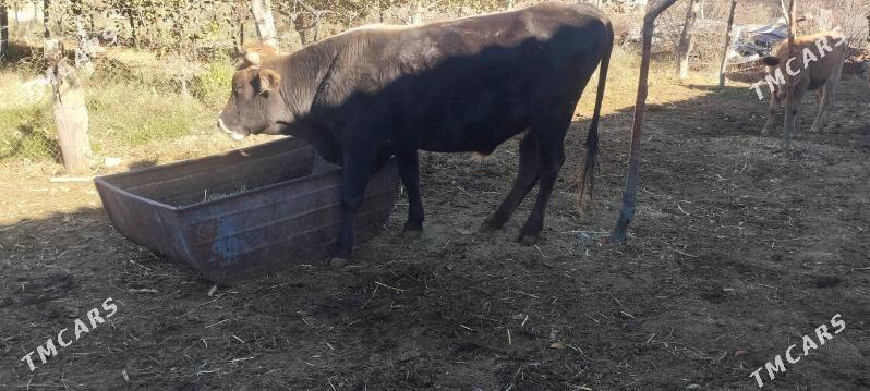 Öküzler - Бахарден - img 6