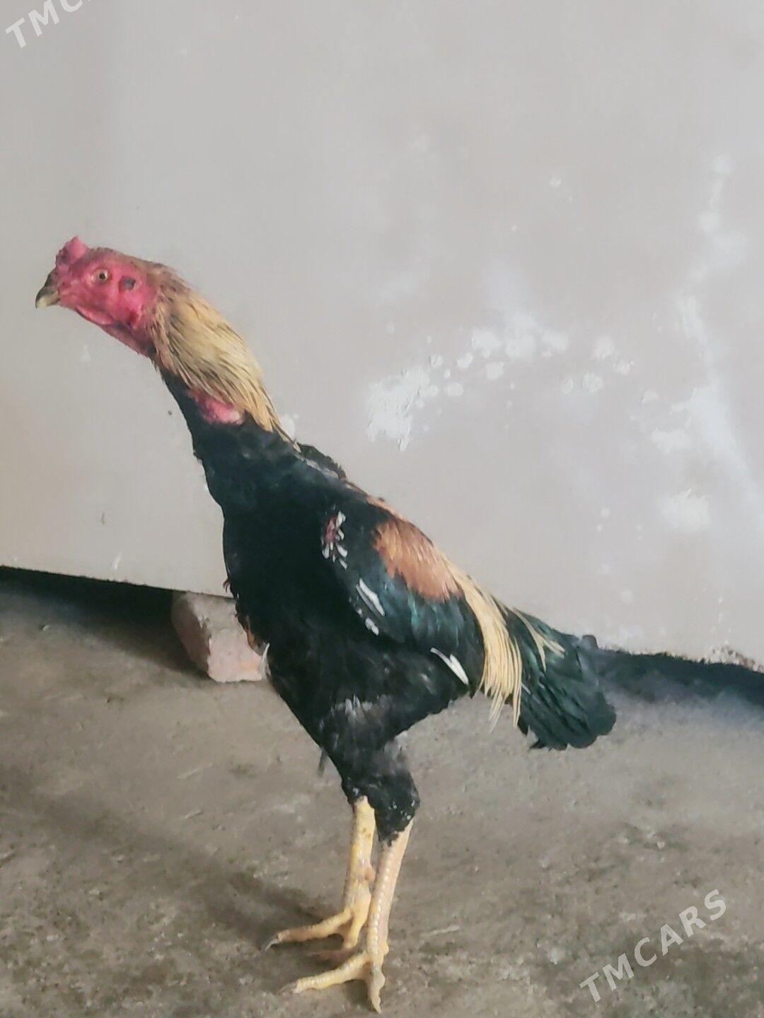 Azil horaz - Çärjew - img 2