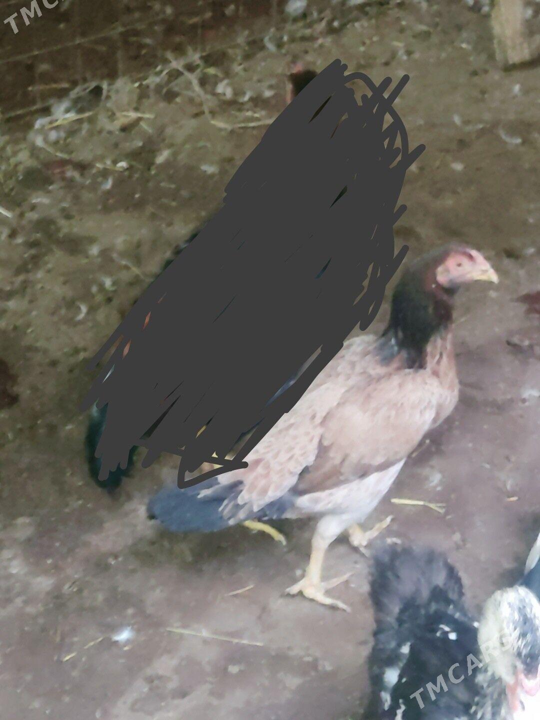 Azil horaz - Çärjew - img 6