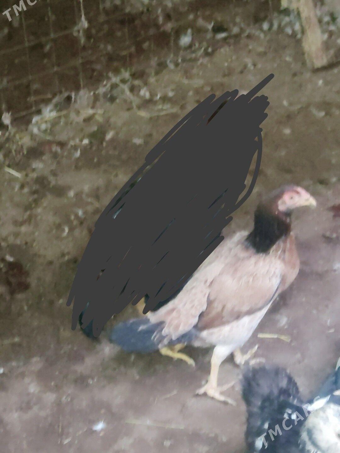 Azil horaz - Çärjew - img 7