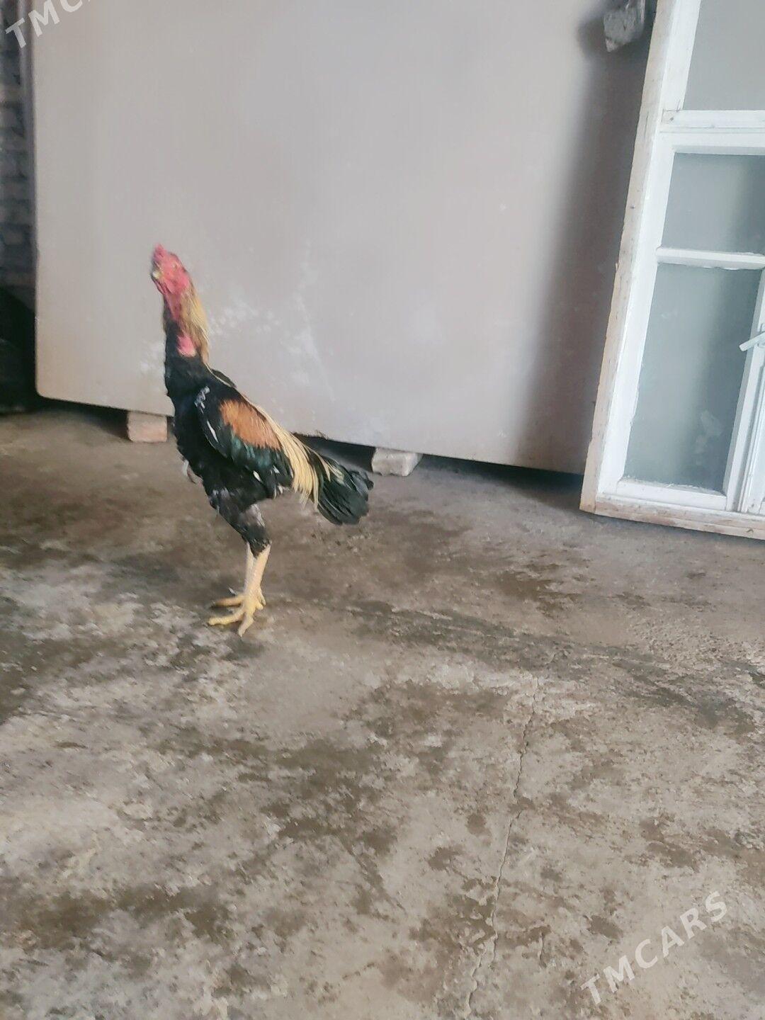 Azil horaz - Çärjew - img 5