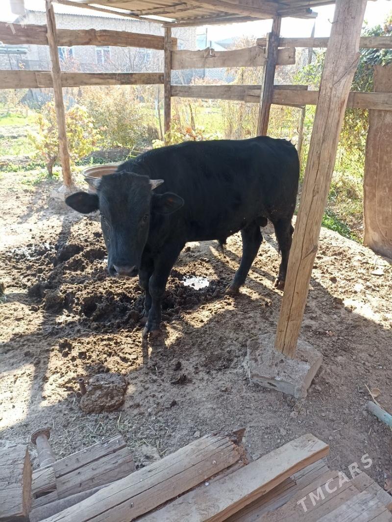 ökuz - Мары - img 3