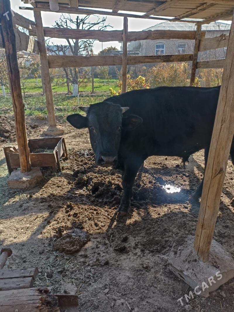 ökuz - Мары - img 2