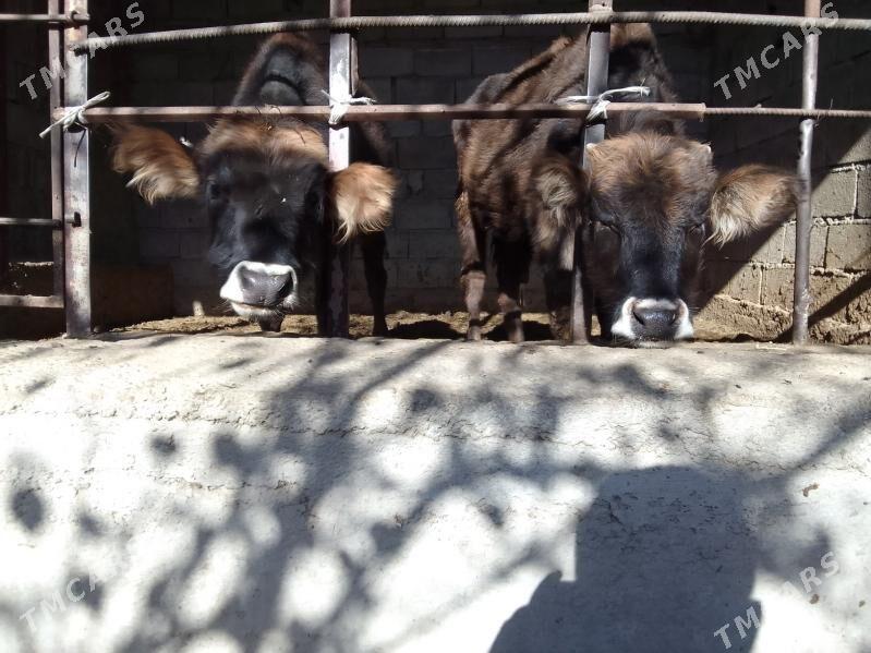 öküzler - Гёкдепе - img 2