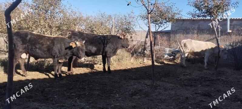 Öküzler - Бахарден - img 7