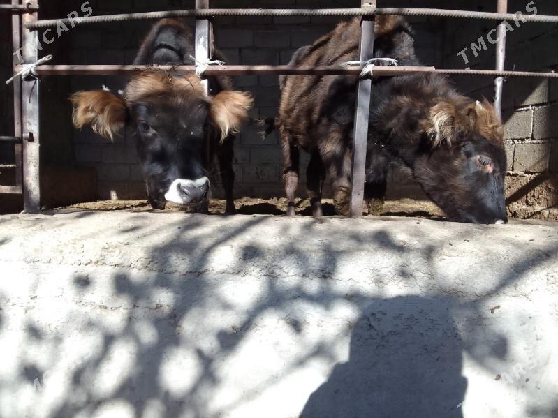 öküzler - Гёкдепе - img 1