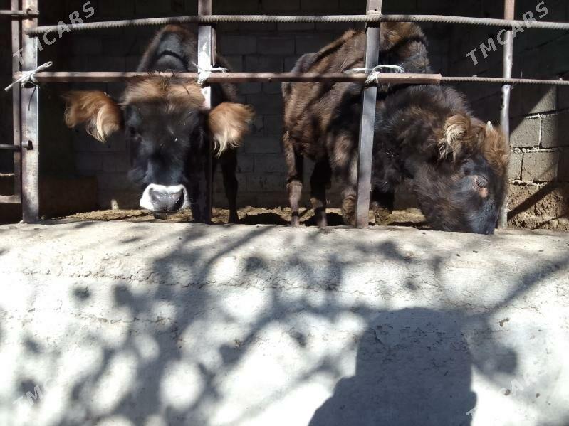 öküzler - Гёкдепе - img 3