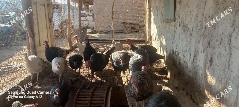 induk - Шабатский этрап - img 2