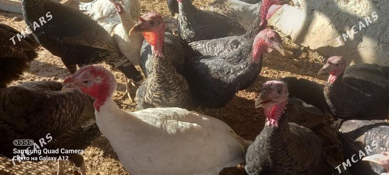 induk - Шабатский этрап - img 3