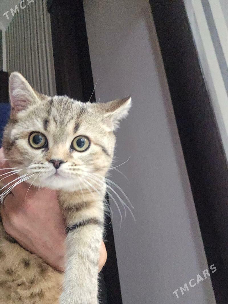 шотландская прямоухая - Aşgabat - img 2