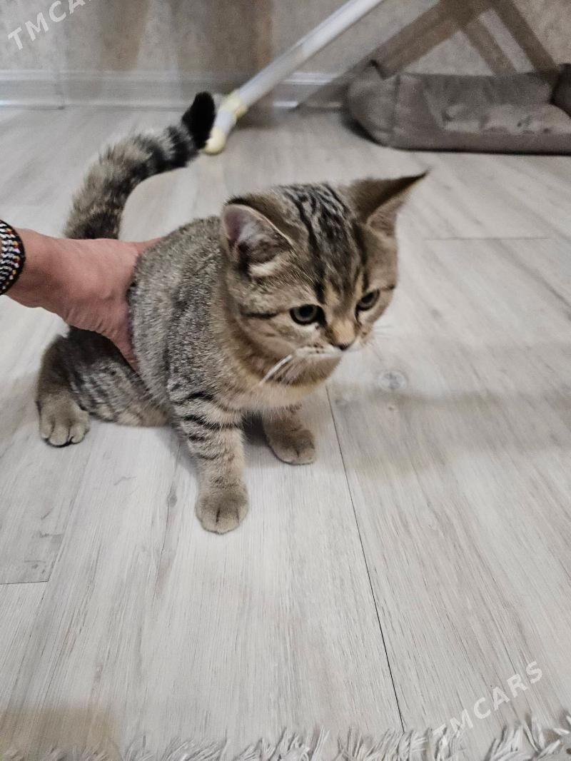 шотландская прямоухая - Aşgabat - img 3