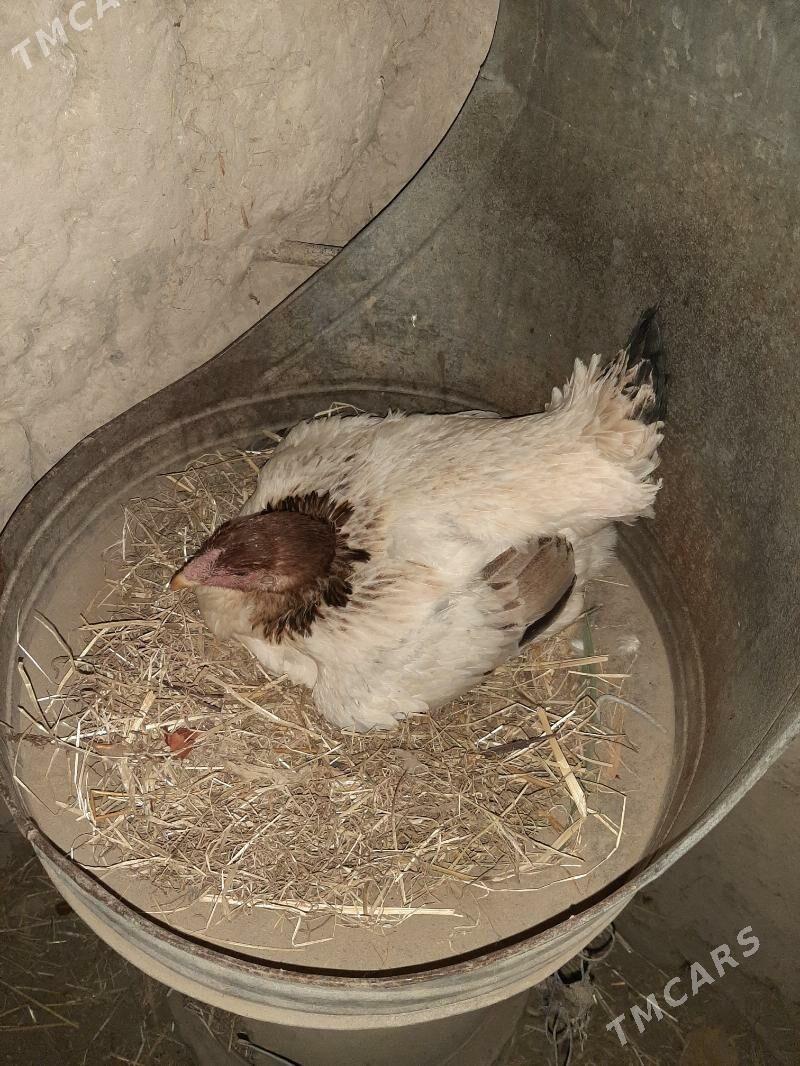 kuruk tawuk - Şabat etr. - img 1