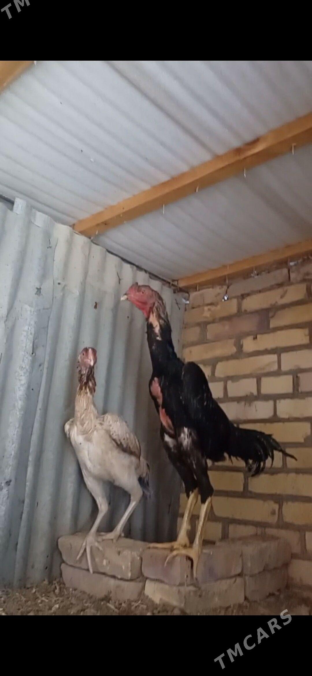 Horaz juje - Çärjew - img 4