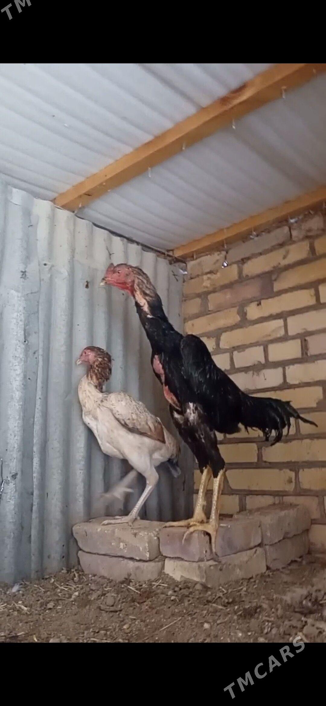 Horaz juje - Çärjew - img 3