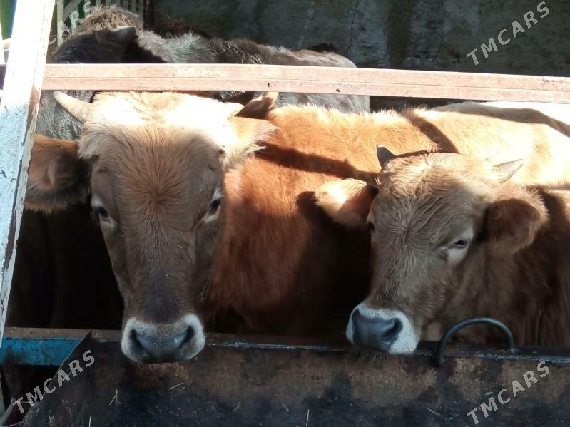 TOHUM OKİZ - Чоганлы - img 2