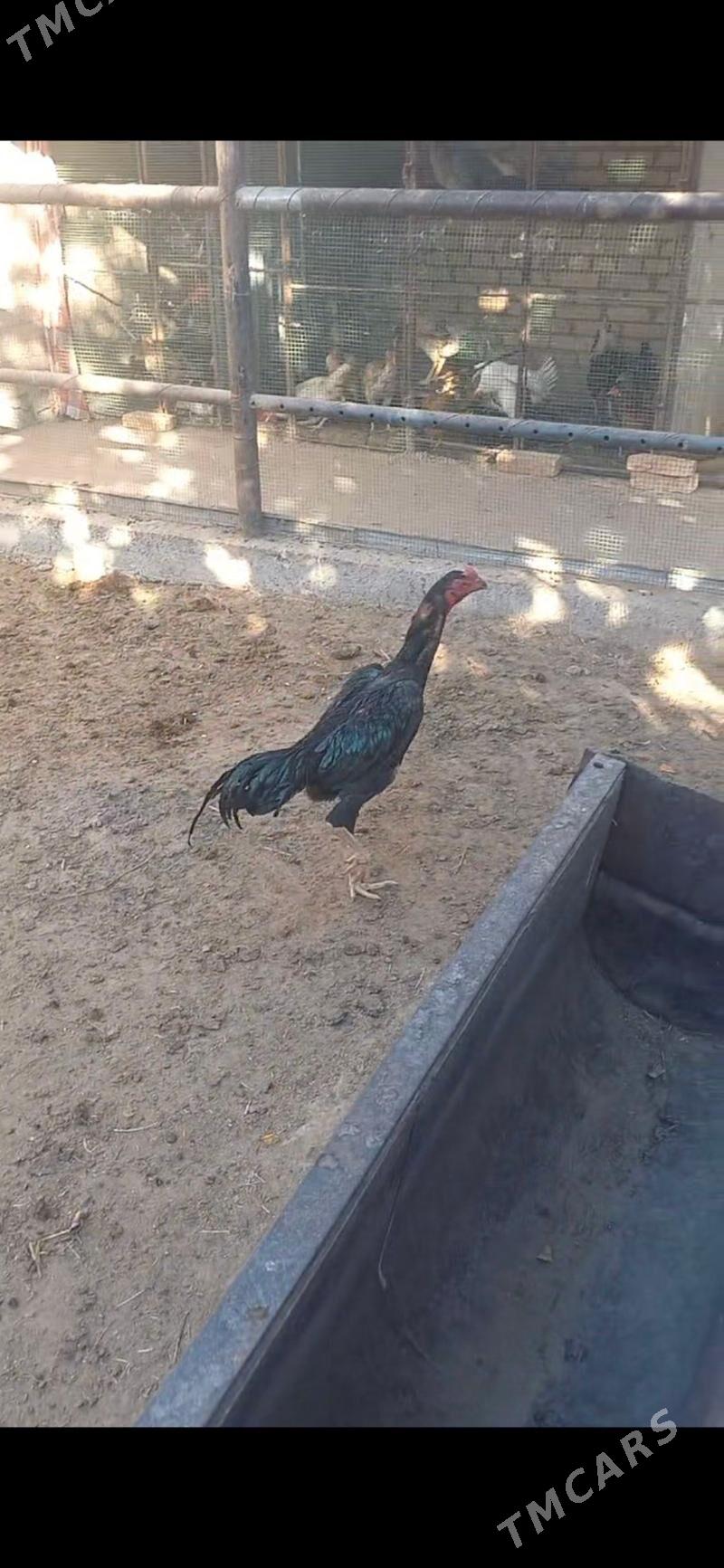 Horaz juje - Çärjew - img 1