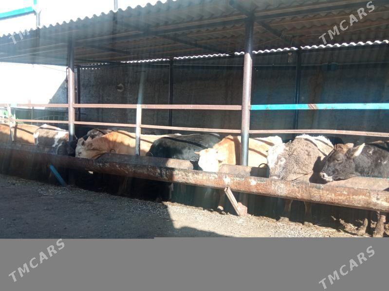 TOHUM OKİZ - Чоганлы - img 3