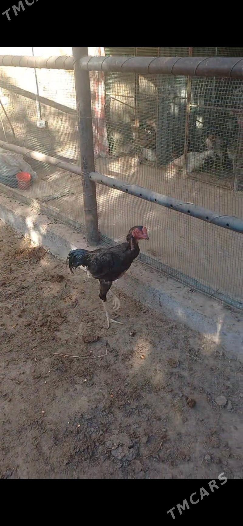 Horaz juje - Çärjew - img 2