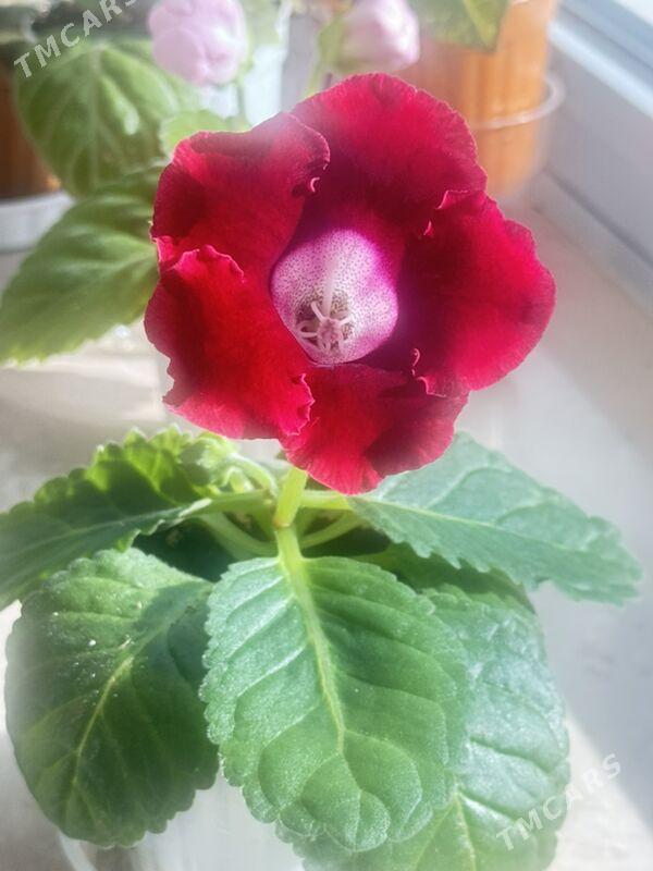 глоксинии - Aşgabat - img 2