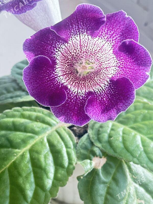 глоксинии - Aşgabat - img 3