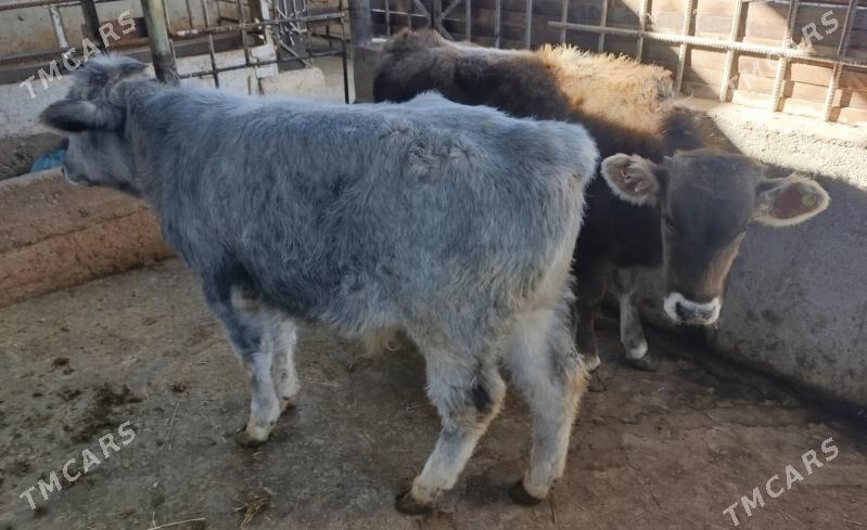 2 öküz - Bagyr - img 4