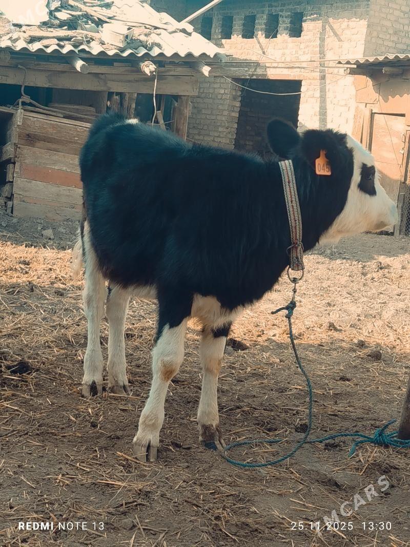 Smental unajyn - Türkmenabat - img 3