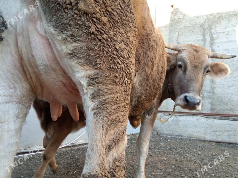 goleli sygyr - Чоганлы - img 2