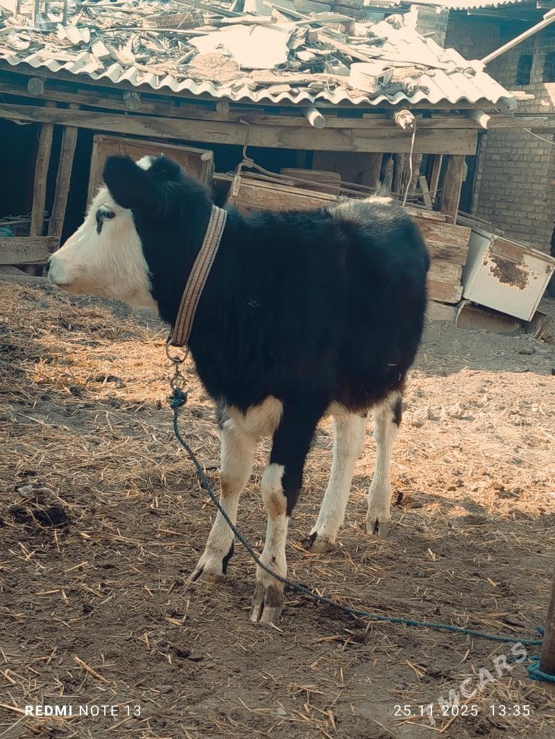 Smental unajyn - Türkmenabat - img 2