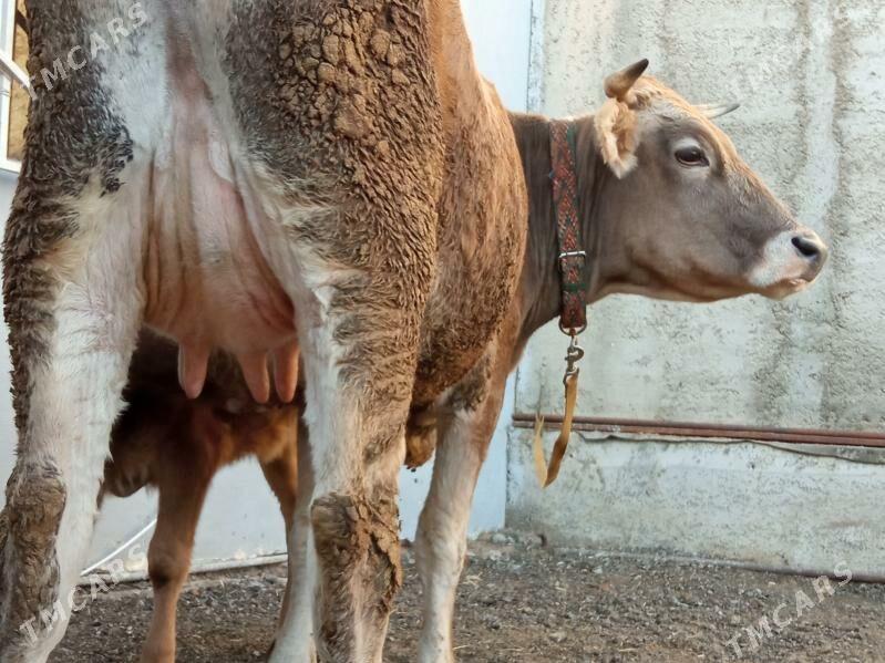 goleli sygyr - Чоганлы - img 3