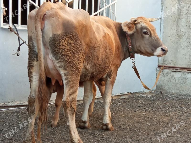 goleli sygyr - Чоганлы - img 1