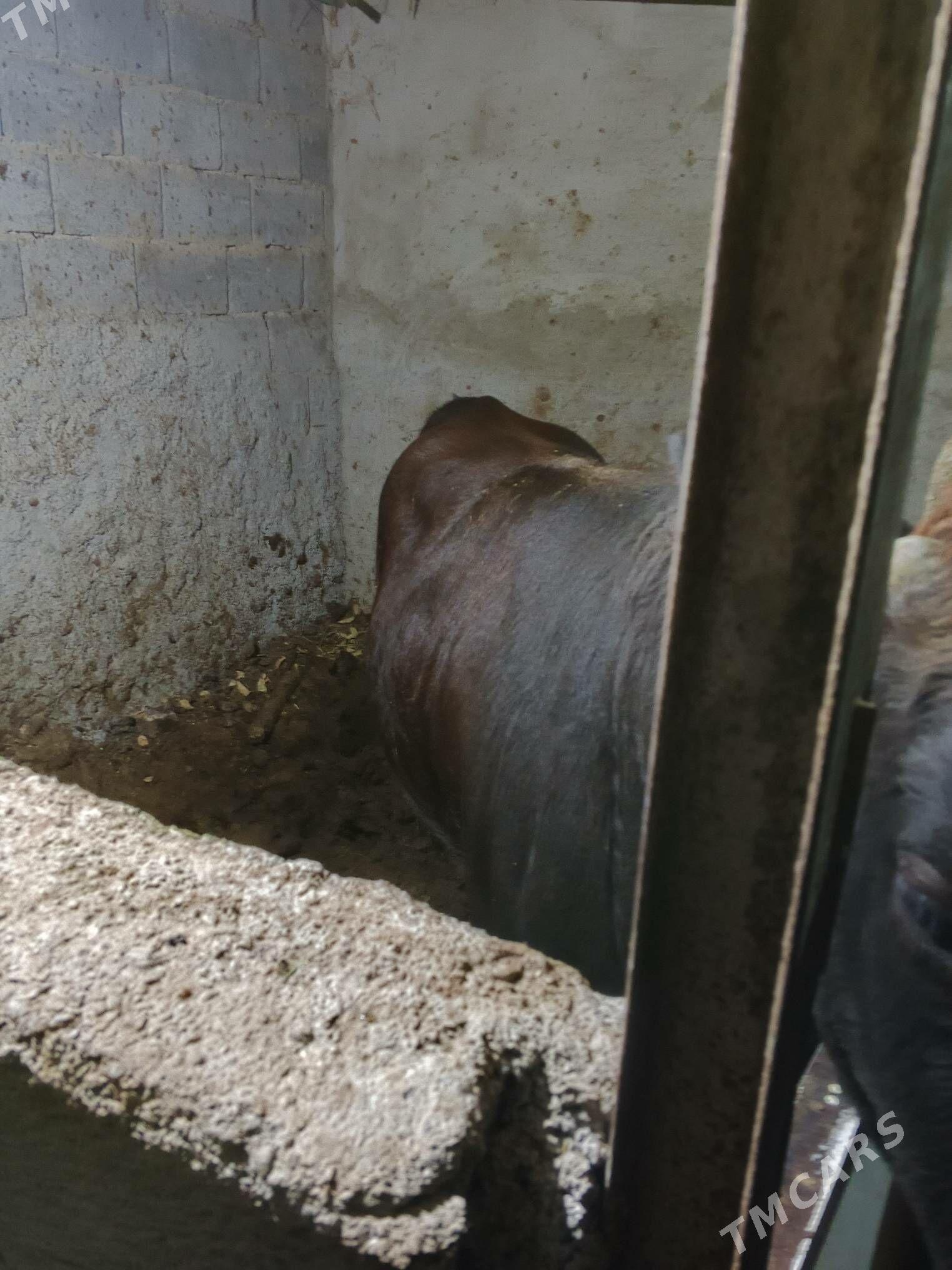 okuz - Ашхабад - img 5