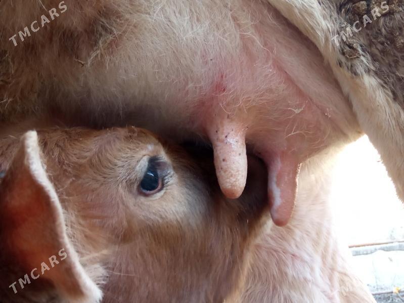 goleli sygyr - Чоганлы - img 5