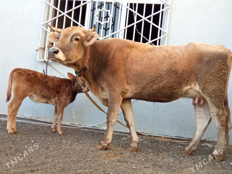 goleli sygyr - Чоганлы - img 6