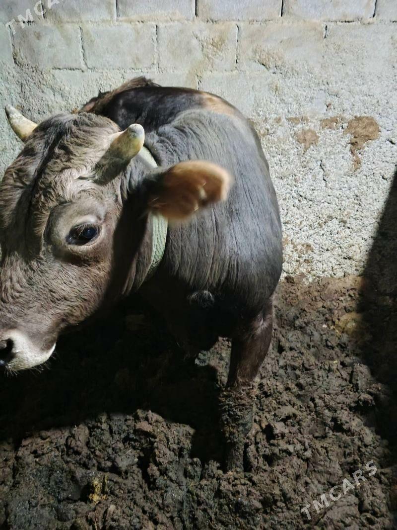 okuz - Ашхабад - img 3