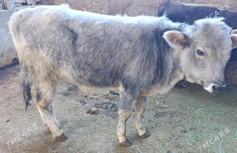 2 öküz - Bagyr - img 6