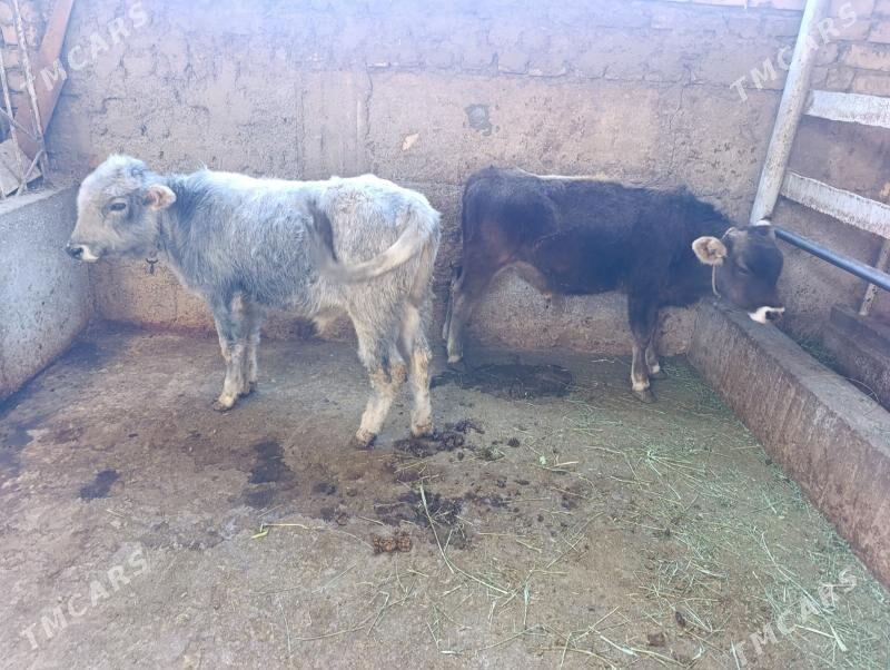 2 öküz - Bagyr - img 3